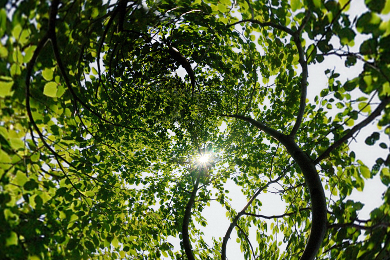 Размещенное изображение